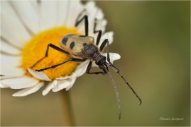 <p>TESAŘÍK ČTYŘSKVRNNÝ (Pachyta quadrimaculata) Slovensko - Vysoké Tatry ---- /Gelber Vierfleckbock/</p>